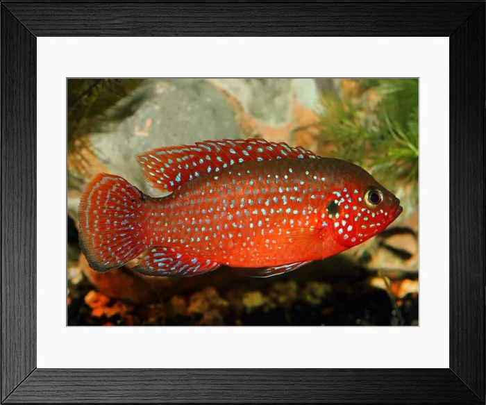 Framed Print : Blood Red Jewel fish, Blood Red Jewel (Hemichromis lifalili), swimming Framed Print : Blood Red Jewel fish, Blood Red Jewel (Hemichromis lifalili), swimming