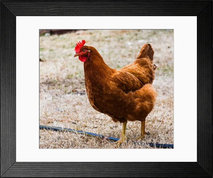 Framed Print : Adult female Rhode Island Red hen walking across farmyard in early spring Framed Print : Adult female Rhode Island Red hen walking across farmyard in early spring