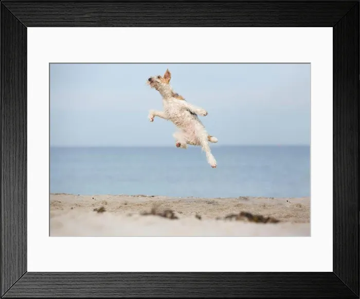 Framed Print : jumping Fox Terrier Framed Print : jumping Fox Terrier