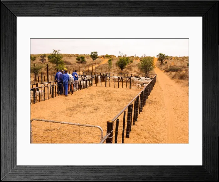 Framed Print : A herd of many Dormer sheep being treated by a farmer and workers with pesticides for ticks and other pests Framed Print : A herd of many Dormer sheep being treated by a farmer and workers with pesticides for ticks and other pests