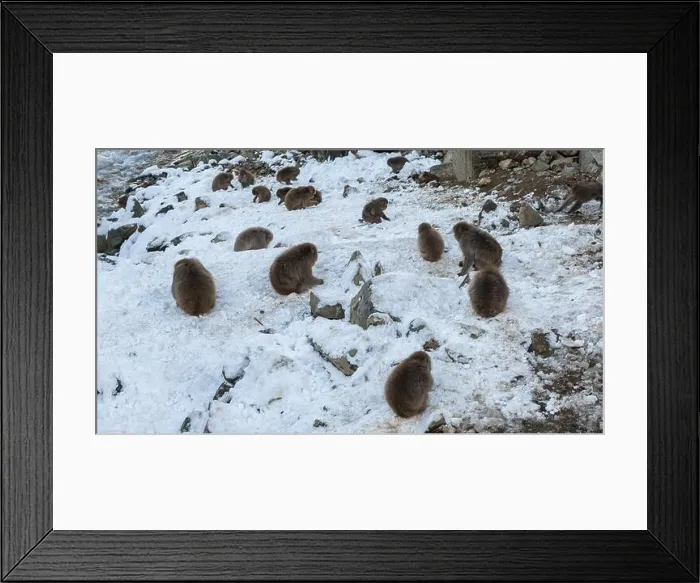 Framed Print : Snow monkey Japanese macaques of red face are eating in cold snow Framed Print : Snow monkey Japanese macaques of red face are eating in cold snow