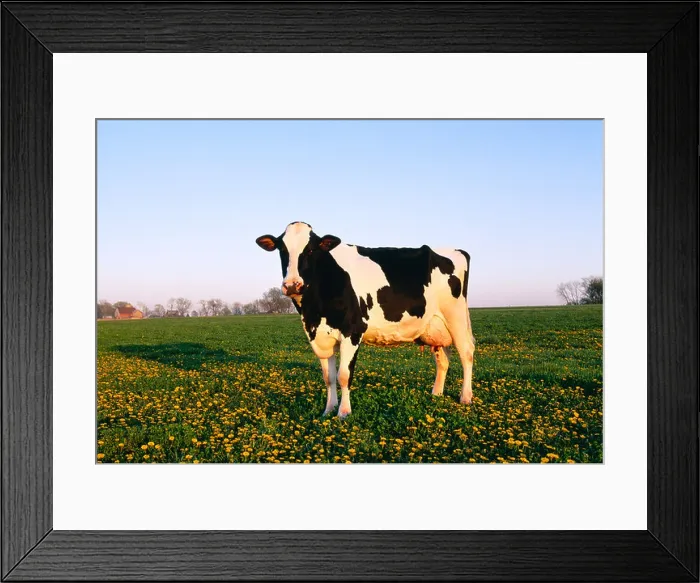 Framed Print : Livestock - Holstein dairy cow in a green pasture with yellow dandelion flowers in late afternoon light / Illinois, USA Framed Print : Livestock - Holstein dairy cow in a green pasture with yellow dandelion flowers in late afternoon light / Illinois, USA