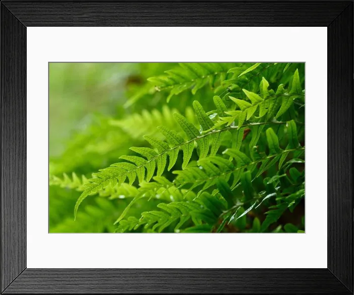 Framed Print : Common Polypody Fern (Polypodium vulgare) fronds growing out of damp Framed Print : Common Polypody Fern (Polypodium vulgare) fronds growing out of damp