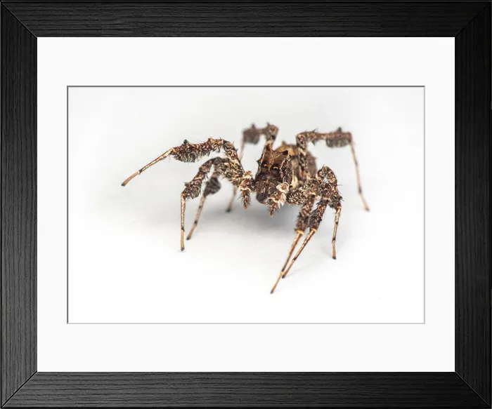 Framed Print : Portia fimbriata, the fringed jumping spider Framed Print : Portia fimbriata, the fringed jumping spider