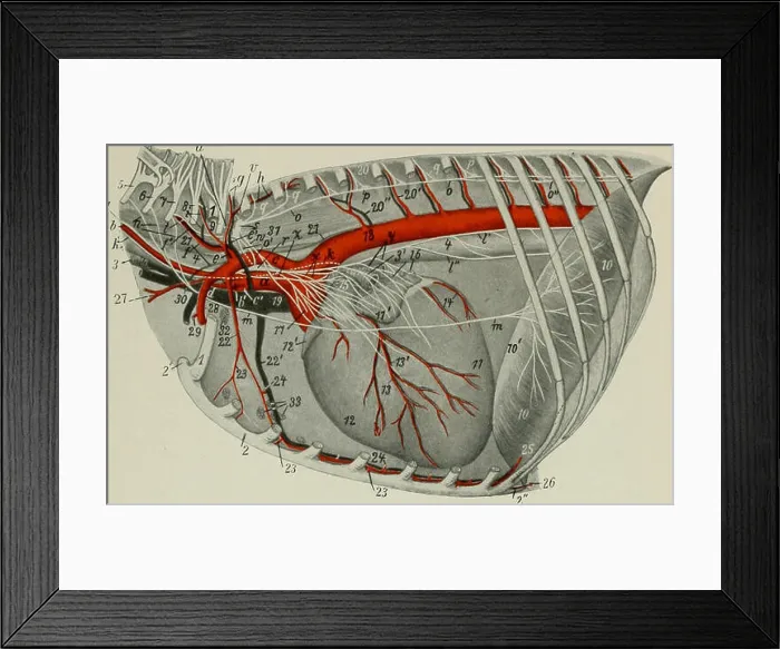 Framed Print : The anatomy of the domestic animals Framed Print : The anatomy of the domestic animals