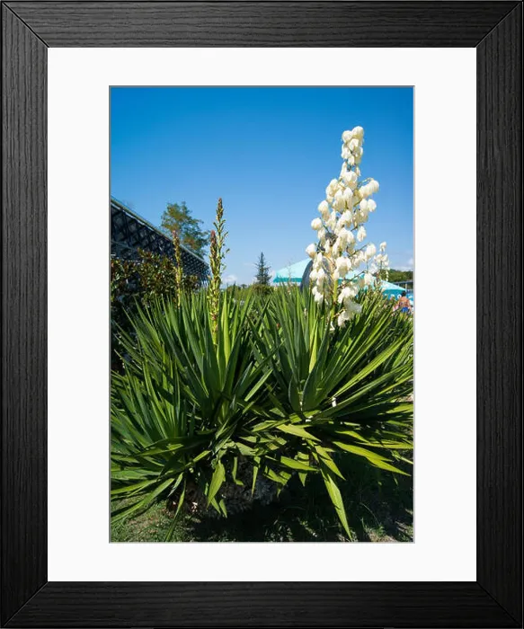 Framed Print : Small blooming palm tree - blue agave with a huge torch of white large flowers against a clear blue sky Framed Print : Small blooming palm tree - blue agave with a huge torch of white large flowers against a clear blue sky