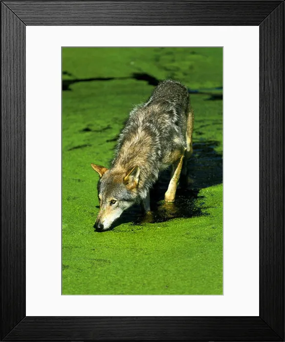 Framed Print : European Wolf, canis lupus, Adult in Swamp Framed Print : European Wolf, canis lupus, Adult in Swamp
