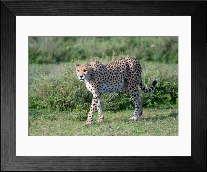 Framed Print : Cheetah (Acinonyx jubatus), female cheetah, licking her mouth, Ndutu Conservation Area, Tanzania Framed Print : Cheetah (Acinonyx jubatus), female cheetah, licking her mouth, Ndutu Conservation Area, Tanzania