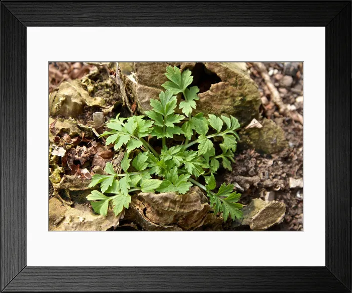 Framed Print : poppy seedling in remains of old tree stump Framed Print : poppy seedling in remains of old tree stump