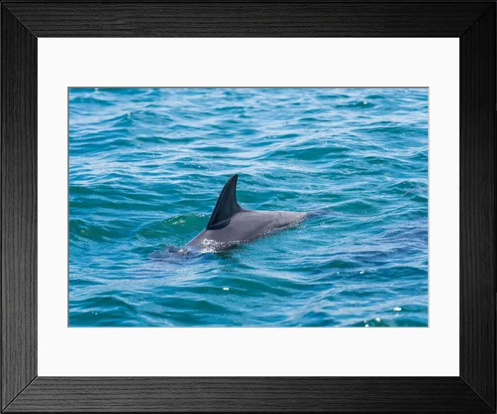 Framed Print : Wild dolphins in Koombana Bay. Bunbury, Western Australia Framed Print : Wild dolphins in Koombana Bay. Bunbury, Western Australia