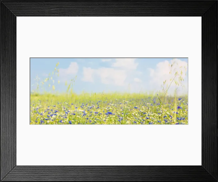 Framed Print : Meadow with flowers in summer Framed Print : Meadow with flowers in summer
