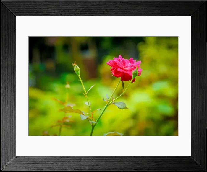Framed Print : Best rose picture, click at karatia Tangai Framed Print : Best rose picture, click at karatia Tangai