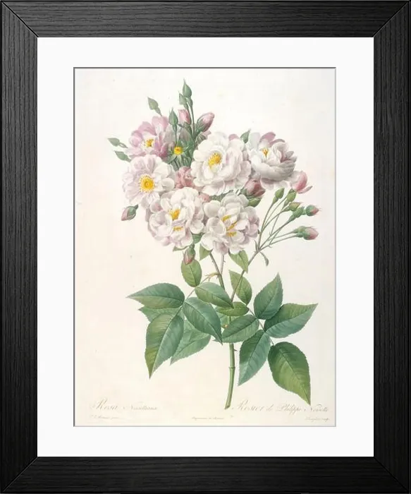 Framed Print : Rosa noisettiana (Rosebush of Philippe Noisette) Framed Print : Rosa noisettiana (Rosebush of Philippe Noisette)