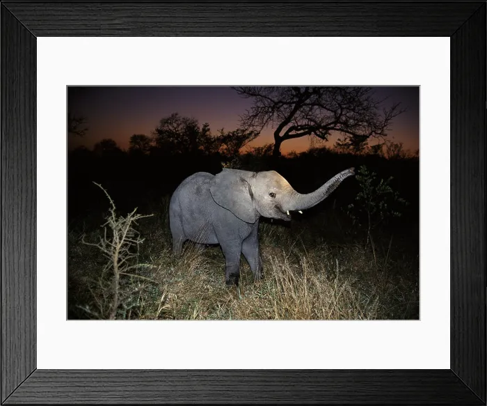 Framed Print : Young elephant at night time South Africa
