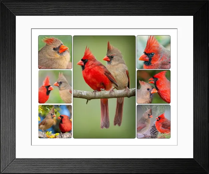 Framed Print : Poster Containing Seven Images of Northern Cardinal Mates Photographed in Southern Louisiana Framed Print : Poster Containing Seven Images of Northern Cardinal Mates Photographed in Southern Louisiana