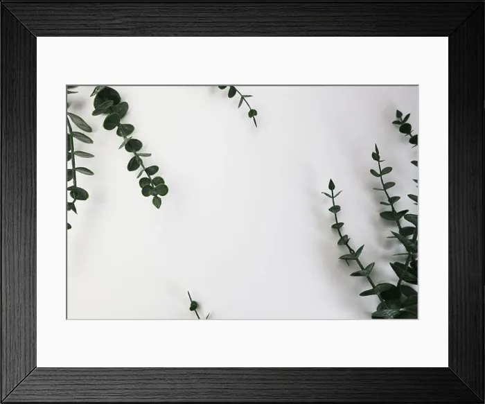 Framed Print : White background with eucalyptus and a space for writing Framed Print : White background with eucalyptus and a space for writing