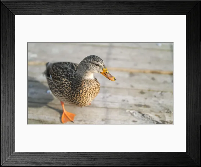 Framed Print : A beautiful close up wildlife photograph of a female mallard duck or hen standing on a wooden bridge or boardwalk on a Framed Print : A beautiful close up wildlife photograph of a female mallard duck or hen standing on a wooden bridge or boardwalk on a