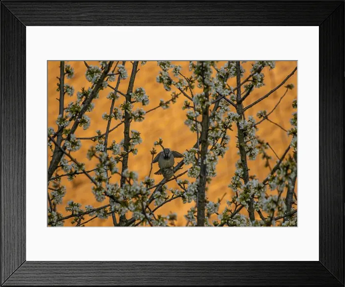 Framed Print : House sparrows mating on blossom tree Framed Print : House sparrows mating on blossom tree