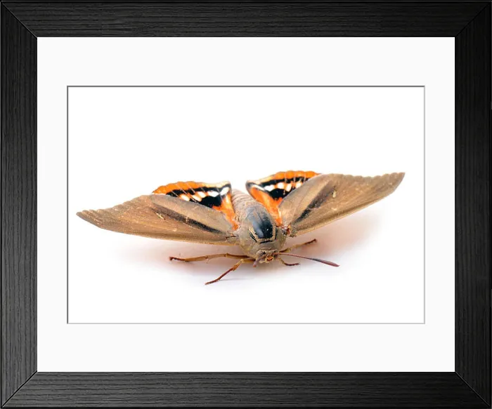 Framed Print : butterfly Paysandisia archon on a leaf of palm Framed Print : butterfly Paysandisia archon on a leaf of palm