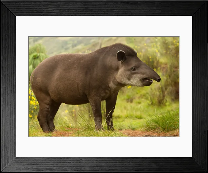 Framed Print : Adult Female Mountain Tapir In The Wood Shot In The Ecuadorian Highlands Of Andes Framed Print : Adult Female Mountain Tapir In The Wood Shot In The Ecuadorian Highlands Of Andes