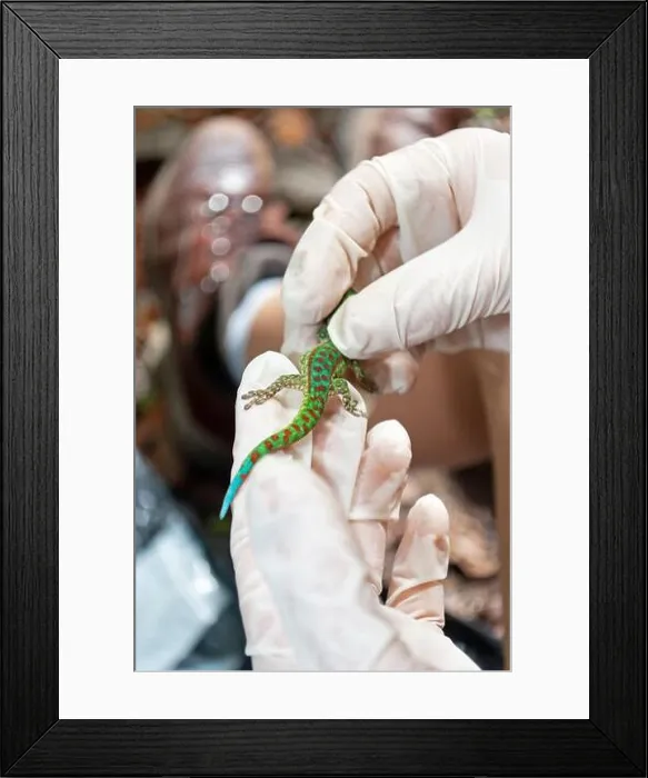 Framed Print : Mauritius Lowland Day Gecko (Phelsuma guimbeaui), Mauritius Framed Print : Mauritius Lowland Day Gecko (Phelsuma guimbeaui), Mauritius