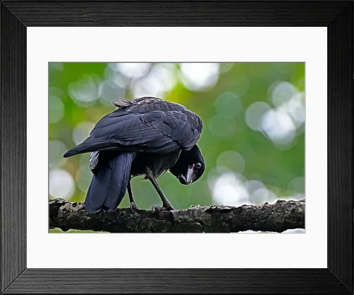 Framed Print : A close up rear view of a young American crow 'Corvus brachynchos', with a funny expression on his face Framed Print : A close up rear view of a young American crow 'Corvus brachynchos', with a funny expression on his face