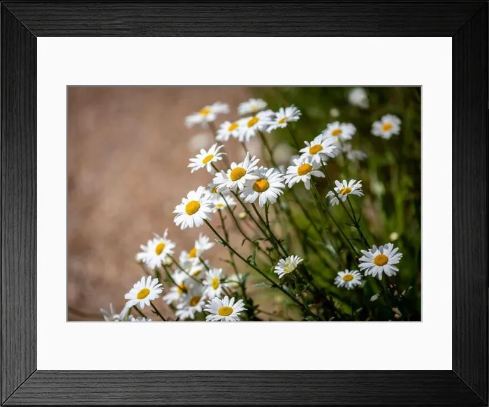 Framed Print : Pretty daisies in the late spring sunshine Framed Print : Pretty daisies in the late spring sunshine