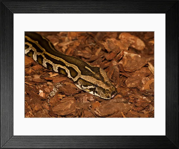 Framed Print : Burmese python, Python bivittatus aka Python molurus, native south-east Asia Framed Print : Burmese python, Python bivittatus aka Python molurus, native south-east Asia