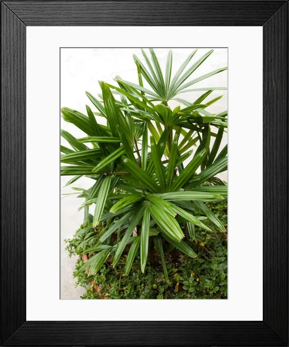 Framed Print : Rhapsis excelsa, Lady Palm Framed Print : Rhapsis excelsa, Lady Palm