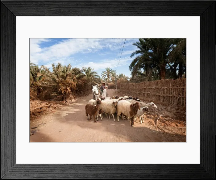 Framed Print : Man on cart pulled by donkey with his flock of sheep and goats in Dakhla Oasis, Western Desert Egypt Framed Print : Man on cart pulled by donkey with his flock of sheep and goats in Dakhla Oasis, Western Desert Egypt