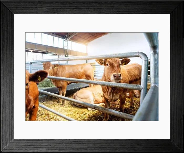 Framed Print : Jersey cows in a barn on a livestock farm Framed Print : Jersey cows in a barn on a livestock farm