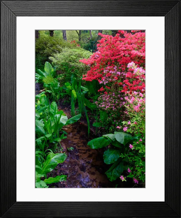 Framed Print : Stream lined with green foliage and pink and red flowers in the Spring at Isabella Plantation in Richmond Park Framed Print : Stream lined with green foliage and pink and red flowers in the Spring at Isabella Plantation in Richmond Park