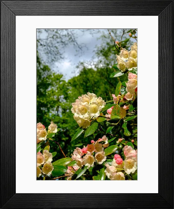 Framed Print : Close up of Rhododendron williamsianum bloom at Isabella Plantation, Richmond Park, Surrey, England UK Framed Print : Close up of Rhododendron williamsianum bloom at Isabella Plantation, Richmond Park, Surrey, England UK