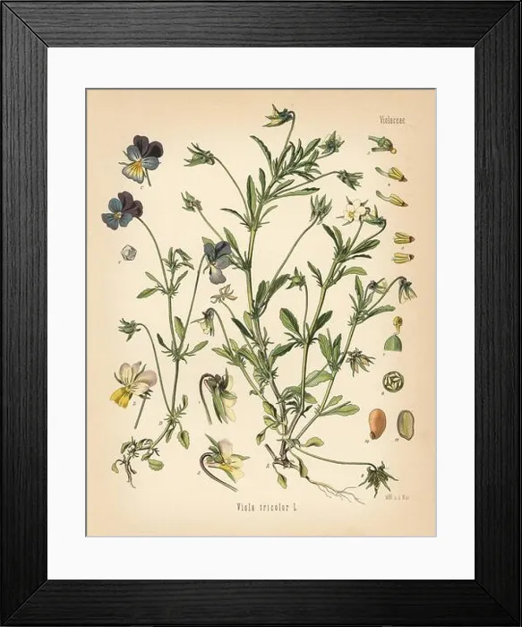 Framed Print : Heartsease or wild pansy, Viola tricolor