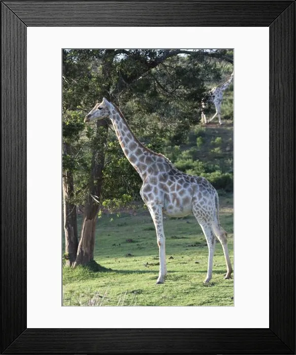 Framed Print : Vertical shot of a female giraffe standing in the meadow lit by sunlight