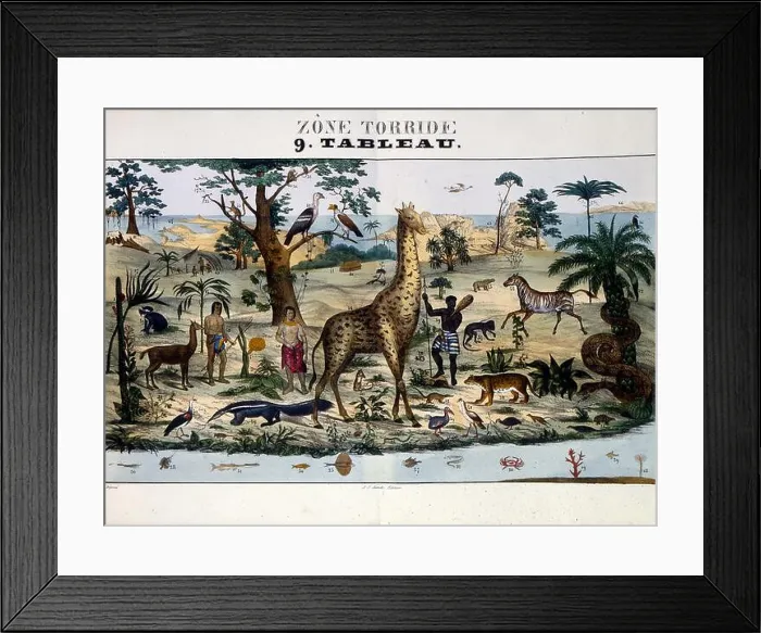 Framed Print : Coloured Illustration entitled Tropical Zone depicting animals and people in a warmer habitat for example: zebra Framed Print : Coloured Illustration entitled Tropical Zone depicting animals and people in a warmer habitat for example: zebra