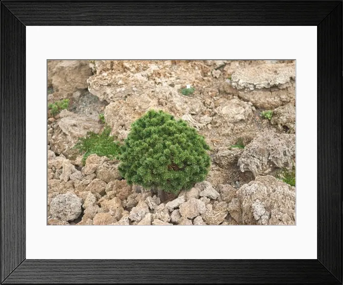 Framed Print : Zwerg-Kiefer (Pinus mugo Mini Mops') Framed Print : Zwerg-Kiefer (Pinus mugo Mini Mops')