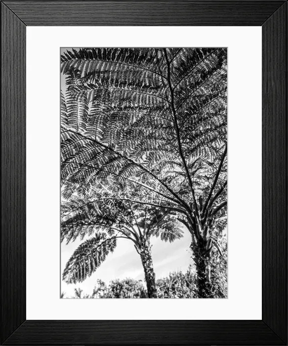 Framed Print : Black and White view of the leaf textures of a large Forets Tree frenAlsophila capensis Framed Print : Black and White view of the leaf textures of a large Forets Tree frenAlsophila capensis