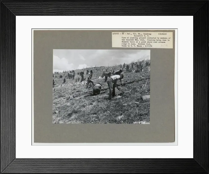 Framed Print : Reforestation: Planting - Colorado Framed Print : Reforestation: Planting - Colorado