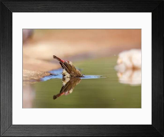 Framed Print : Red-billed Firefinch female !bathing in waterhole in Kruger National park Framed Print : Red-billed Firefinch female !bathing in waterhole in Kruger National park