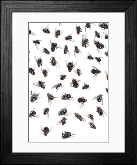 Framed Print : Close-up of a group of dead flies in front of white background Framed Print : Close-up of a group of dead flies in front of white background