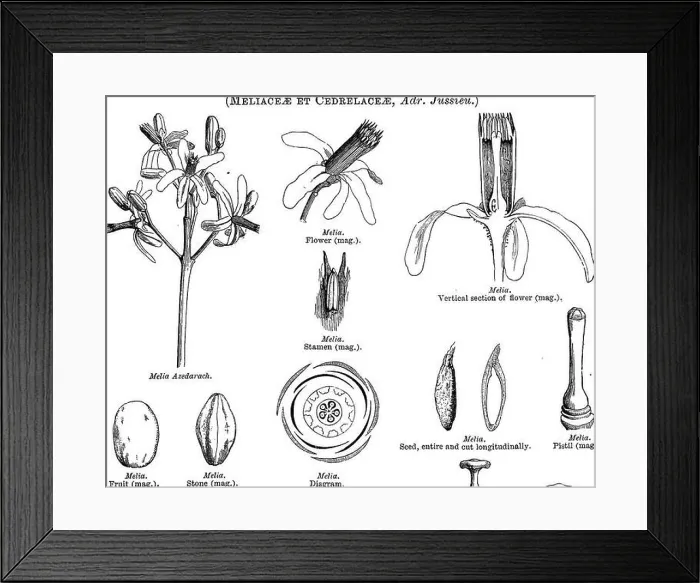 Framed Print : A general system of botany, descriptive and analytical Framed Print : A general system of botany, descriptive and analytical