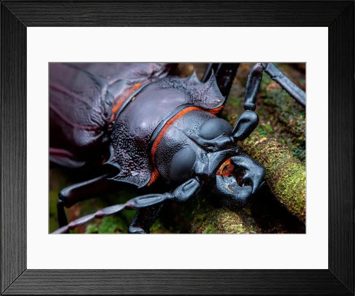Framed Print : Titan Beetle (Titanus giganteus) portrait of male, Kaw, French Guiana Framed Print : Titan Beetle (Titanus giganteus) portrait of male, Kaw, French Guiana
