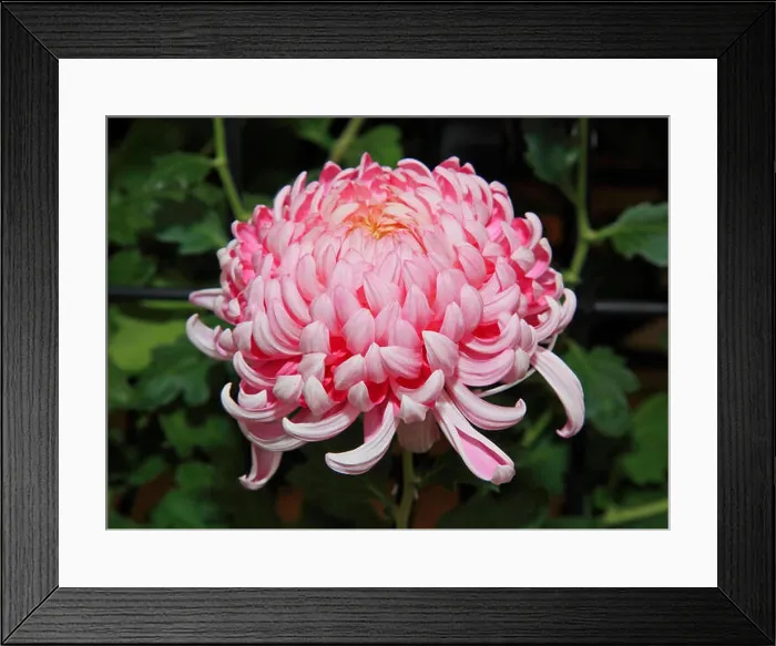Framed Print : A Japanese Kiku flower show Framed Print : A Japanese Kiku flower show