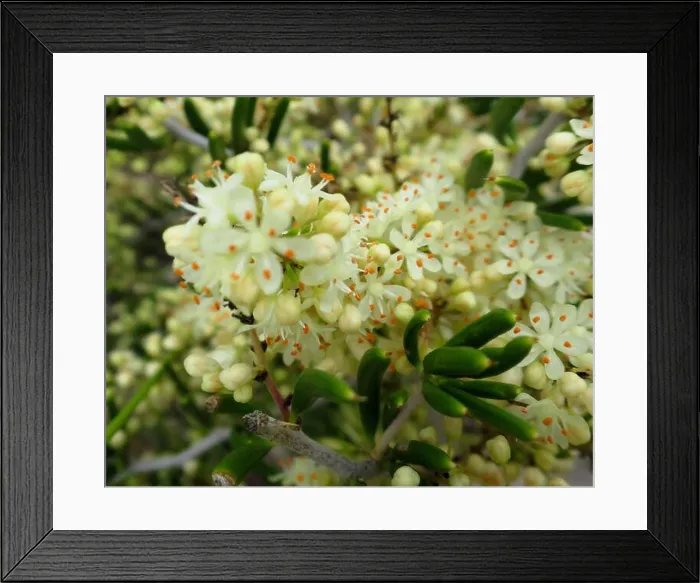 Framed Print : Fire Asparagus (Asparagus lignosus) Plantae Framed Print : Fire Asparagus (Asparagus lignosus) Plantae