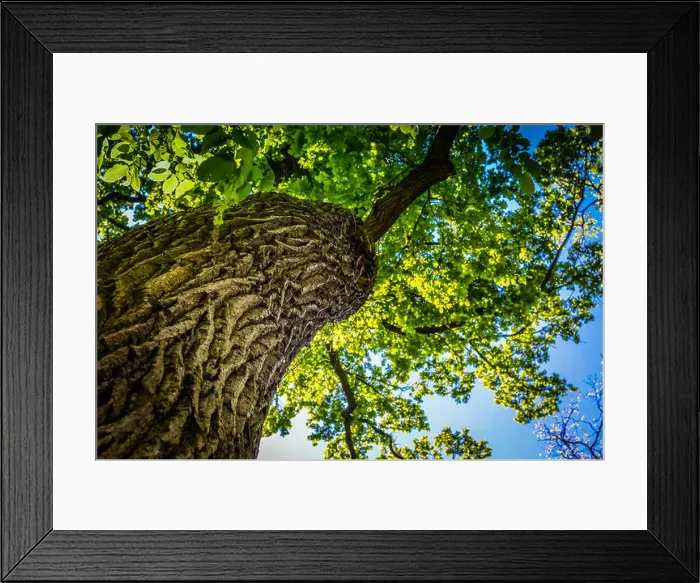 Framed Print : View in a tree crown from below on sunny spring day