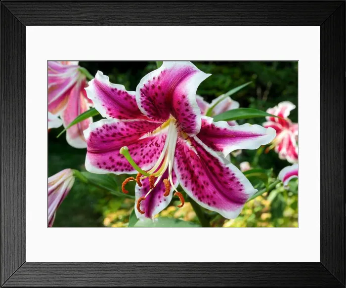 Framed Print : Close-up of a pink and white Stargazer lily flower in full bloom Framed Print : Close-up of a pink and white Stargazer lily flower in full bloom