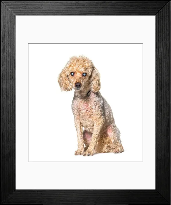 Framed Print : Old blindness poodle dog isolated on white Framed Print : Old blindness poodle dog isolated on white