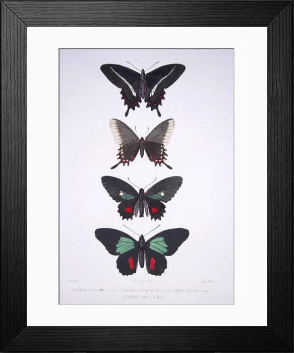 Framed Print : N / A. From top to bottom: Papilio eurydorus Lucas = Parides bunichus (Hübner) Framed Print : N / A. From top to bottom: Papilio eurydorus Lucas = Parides bunichus (Hübner)