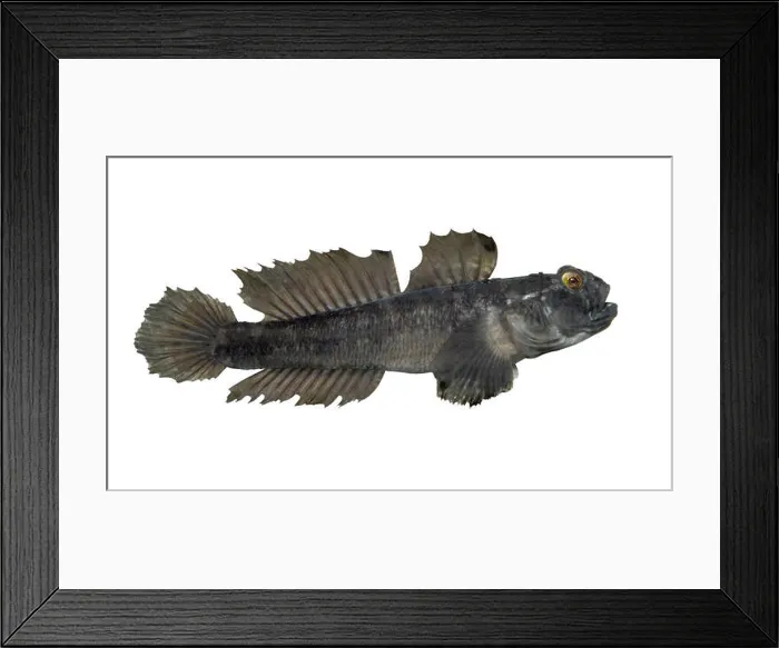 Framed Print : Black Goby - Gobius niger Framed Print : Black Goby - Gobius niger